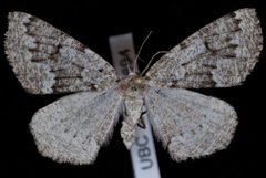Enypia venata by Jeremy deWaard, University of British Columbia. Used under a CC BY 3.0 license.