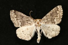 Enypia venata1 by Jeremy deWaard, University of British Columbia. Used under a CC BY 3.0 license.