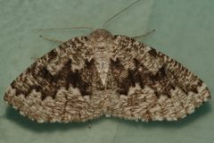 Enypia venata 04 by CBG Photography Group, Centre for Biodiversity Genomics. Used under a CC0 license.