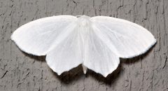 Eugonobapta nivosaria by Mike Boone. Used under a CC BY-SA 2.5 license.