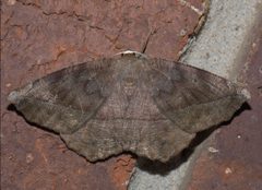 Eutrapela clemataria P1250304a by 
xpda. Used under a CC BY-SA 4.0 license.