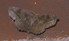 Eutrapela clemataria P1650345a by 
xpda. Used under a CC BY-SA 4.0 license.
