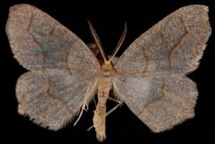 Lambdina fiscellaria2 by Jeremy deWaard, University of British Columbia. Used under a CC BY 3.0 license.