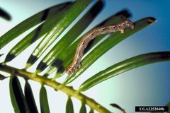 Lambdina fiscellaria somniaria larva by Jerald E. Dewey, USDA Forest Service, United States. Used under a CC BY 3.0 us license.