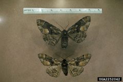 Lambdina pellucidaria by Jerald E. Dewey, USDA Forest Service, United States. Used under a CC BY 3.0 license.