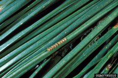 Lambdina pellucidaria eggs by Larry R. Barber, USDA Forest Service, United States. Used under a CC BY 3.0 license.