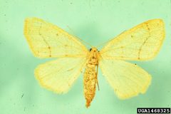 Lambdina vitraria by USDA Forest Service - Ogden Archive, USDA Forest Service, United States. Used under a CC BY 3.0 license.