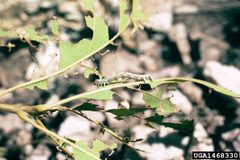 Lambdina vitraria larva by USDA Forest Service - Ogden Archive, USDA Forest Service, United States. Used under a CC BY 3.0 license.
