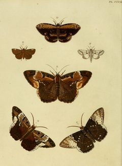 CramerAndStoll-uitlandsche kapellen vol. 4- pl 309 by Pieter Cramer (1721 - 1776) and Caspar Stoll (between  1725 and 1730 - 1791). Used under a Public domain license.