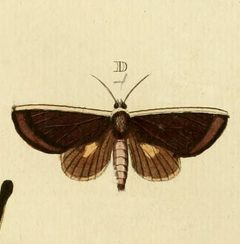 Gonodonta pyrgo by Pieter Cramer (1721 - 1776) and Caspar Stoll (between 1725 and 1730 - 1791). Used under a Public domain license.