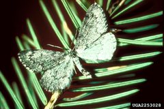 Nepytia canosaria by Scott Tunnock, USDA Forest Service, United States. Used under a CC BY 3.0 us license.