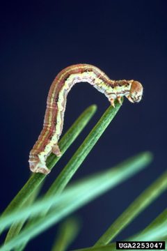 Nepytia canosaria larva by Jerald E. Dewey, USDA Forest Service, United States. Used under a CC BY 3.0 license.