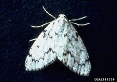 Nepytia freemani by Scott Tunnock, USDA Forest Service, United States. Used under a CC BY 3.0 us license.