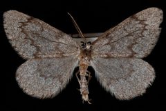 Nepytia freemani1 by Jeremy deWaard, University of British Columbia. Used under a CC BY 3.0 license.