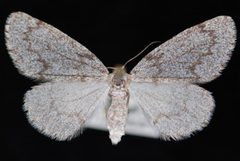 Nepytia freemani2 by Jeremy deWaard, University of British Columbia. Used under a CC BY 3.0 license.