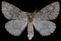 Nepytia freemani3 by Jeremy deWaard, University of British Columbia. Used under a CC BY 3.0 license.
