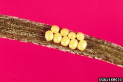 Nepytia freemani eggs by USDA Forest Service - Ogden Archive, USDA Forest Service, United States. Used under a CC BY 3.0 us license.