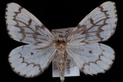 Nepytia phantasmaria by Jeremy deWaard, University of British Columbia. Used under a CC BY 3.0 license.