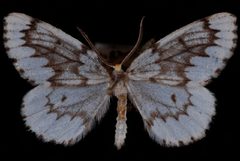 Nepytia phantasmaria1 by Jeremy deWaard, University of British Columbia. Used under a CC BY 3.0 license.