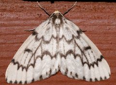 Nepytia phantasmaria2 by CBG Photography Group, Centre for Biodiversity Genomics. Used under a CC0 license.