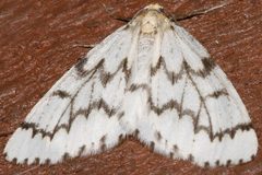 Nepytia phantasmaria3 by CBG Photography Group, Centre for Biodiversity Genomics. Used under a CC0 license.