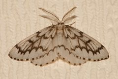 Nepytia phantasmaria4 by Libby Avis, Centre for Biodiversity Genomics. Used under a CC0 license.