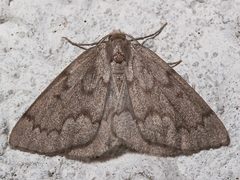 Nepytia semiclusaria by Mike Boone. Used under a CC BY-SA 2.5 license.