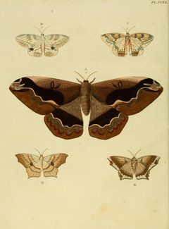 CramerAndStoll-uitlandsche kapellen vol. 3- pl 240 by Pieter Cramer (1721 - 1776) and Caspar Stoll (between  1725 and 1730 - 1791). Used under a Public domain license.
