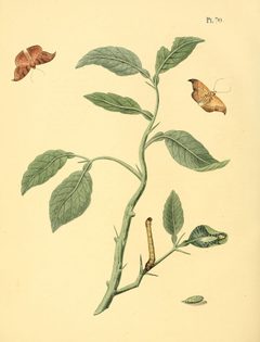 Sepp-Surinaamsche vlinders - pl 070 plate Patalene hamulata by Jan Sepp  (1778 - 1853). Used under a Public domain license.