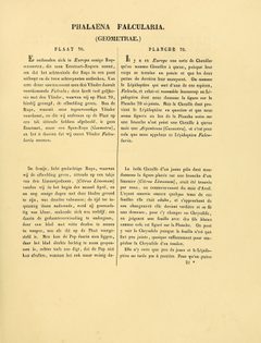 Sepp-Surinaamsche vlinders - pl 070 text1 Patalene hamulata by Jan Sepp  (1778 - 1853). Used under a Public domain license.
