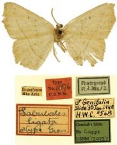 Pionenta ochreata by Ferris CD. Used under a CC BY 3.0 license.