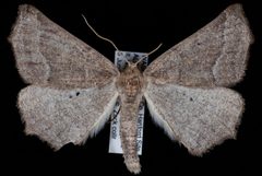 Prochoerodes amplicineraria by Jeremy deWaard, University of British Columbia. Used under a CC BY 3.0 license.
