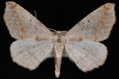Prochoerodes forficaria by Jeremy deWaard, University of British Columbia. Used under a CC BY 3.0 license.