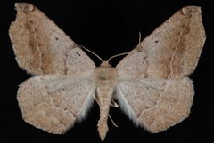 Prochoerodes forficaria2 by Jeremy deWaard, University of British Columbia. Used under a CC BY 3.0 license.