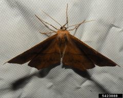 Prochoerodes lineola by Jessica Lawrence. Used under a CC BY 3.0 us license.