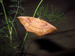 Prochoerodes lineola 2 by TeamZissou. Used under a CC BY-SA 3.0 license.