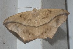 Prochoerodes lineola P1130534a by 
xpda. Used under a CC BY-SA 4.0 license.