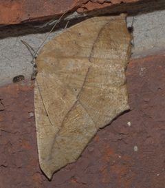 Prochoerodes lineola P1310985a by 
xpda. Used under a CC BY-SA 4.0 license.