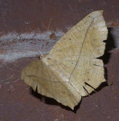 Prochoerodes lineola P1560884a by 
xpda. Used under a CC BY-SA 4.0 license.