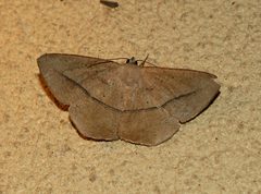 Prochoerodes olivata by Kristof Zyskowski & Yulia Bereshpolova. Used under a CC BY 2.0 license.
