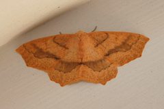 Sabulodes aegrotata-1 by Eugene Zelenko. Used under a CC BY-SA 4.0 license.