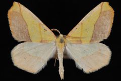 Sicya macularia1 by Jeremy deWaard, University of British Columbia. Used under a CC BY 3.0 license.