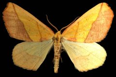 Sicya macularia2 by CBG Photography Group, Centre for Biodiversity Genomics. Used under a CC0 license.