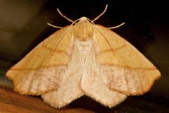Sicya macularia 01 by CBG Photography Group, Centre for Biodiversity Genomics. Used under a CC0 license.