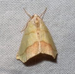 Sicya macularia 1 by Jacy Lucier. Used under a CC BY-SA 4.0 license.