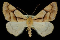 Snowia montanaria by Jeremy deWaard, University of British Columbia. Used under a CC BY 3.0 license.