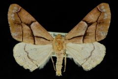 Snowia montanaria1 by Jeremy deWaard, University of British Columbia. Used under a CC BY 3.0 license.