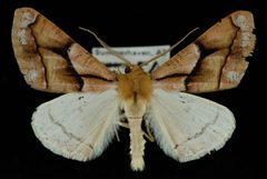 Snowia montanaria2 by Jeremy deWaard, University of British Columbia. Used under a CC BY 3.0 license.