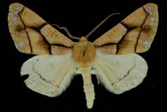 Snowia montanaria3 by Jeremy deWaard, University of British Columbia. Used under a CC BY 3.0 license.