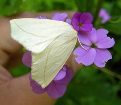 Tetracis cachexiata 051712 by Wilson44691. Used under a CC BY-SA 3.0 license.
